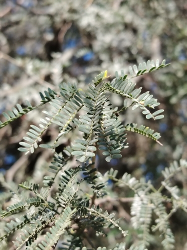 Neltuma affinis