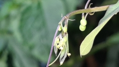 Heliconius charithonia