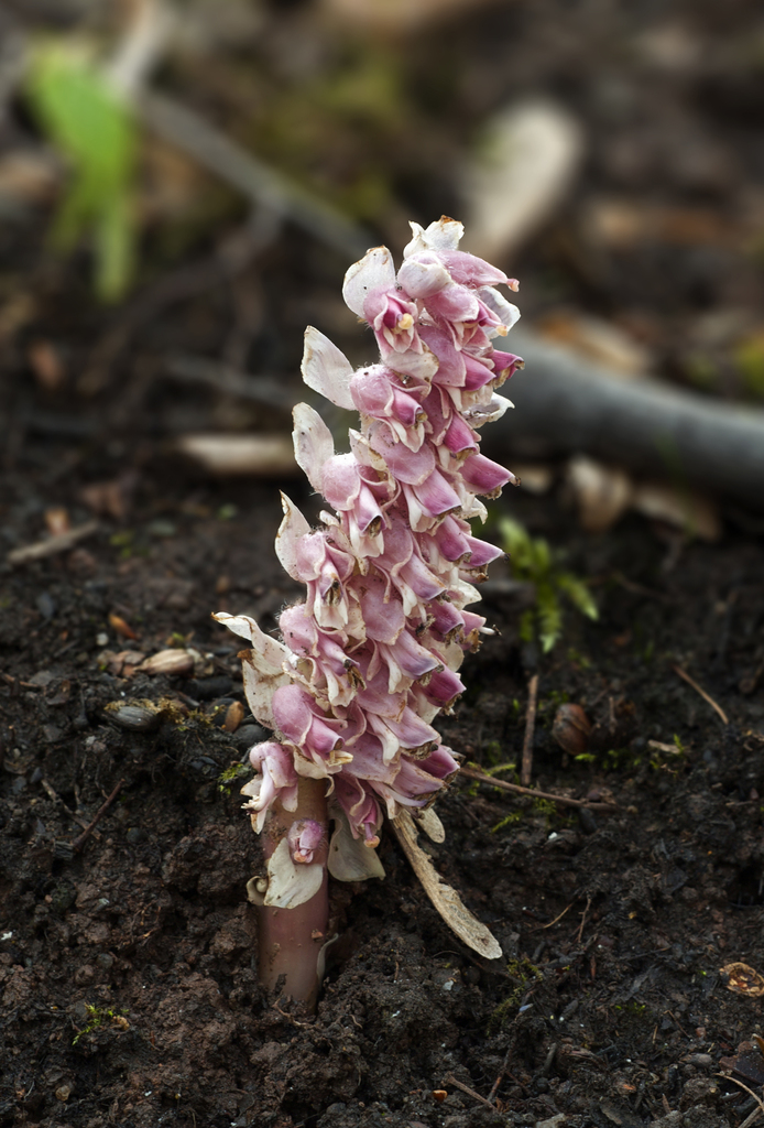 Common toothwort