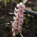 Common Toothwort - Photo (c) Jörg Hempel, some rights reserved (CC BY-SA)