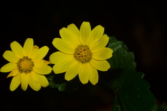 Senecio bombayensis