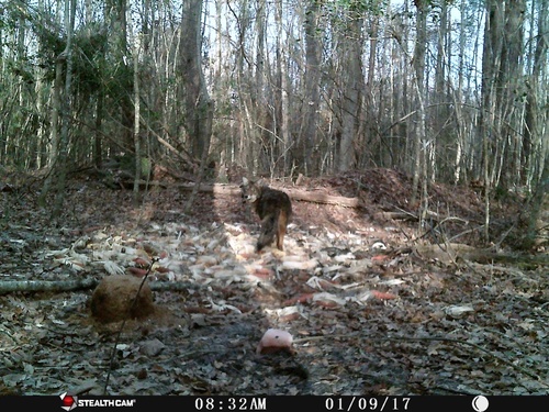 Coyote photographed in South Carolina