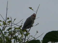 Urocolius indicus transvaalensis