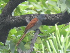 Terpsiphone viridis plumbeiceps