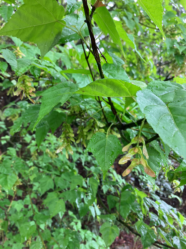 Kawakami Maple (Acer caudatifolium)