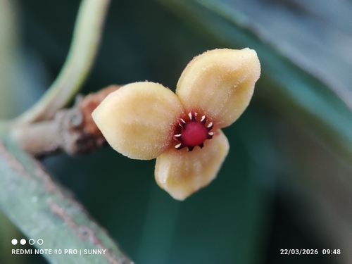 Knema observed 2026-03-22