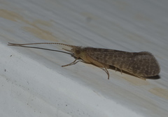 Philanisus plebeius