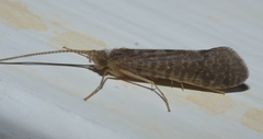 Philanisus plebeius