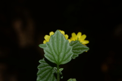 Senecio bombayensis