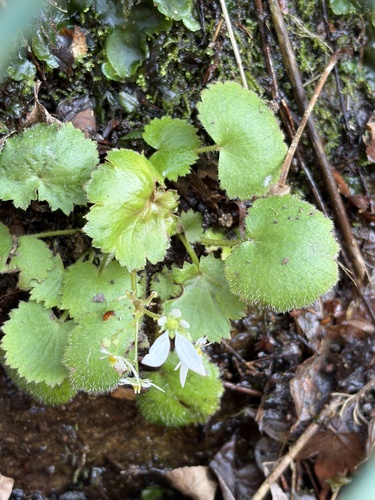 Saxifraga nipponica iNat (2)