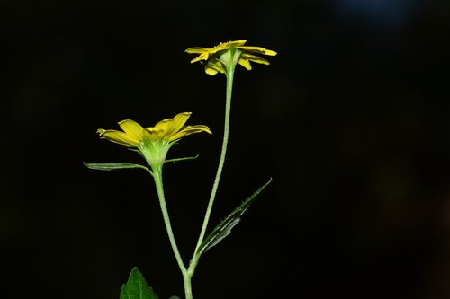 Image of Senecio bombayensis by no rights reserved