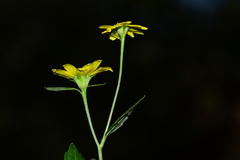 Senecio bombayensis