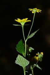 Senecio bombayensis