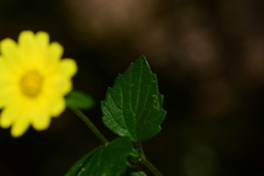 Senecio bombayensis