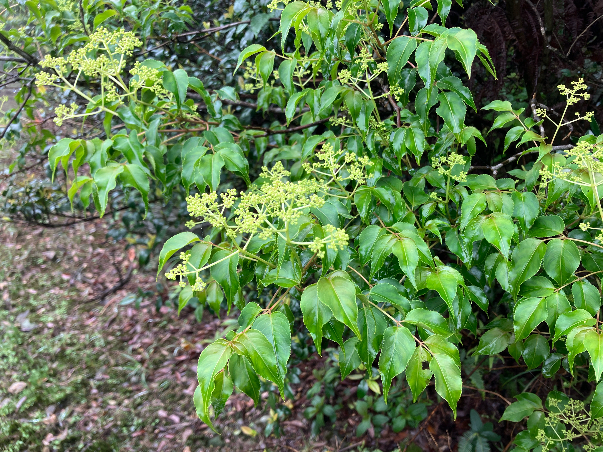 Staphylea japonica