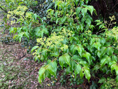 Staphylea japonica, photograph (c) Moogoo Lee, some rights reserved (CC BY)