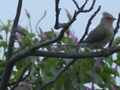 Urocolius indicus transvaalensis