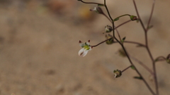 Nemacladus orientalis