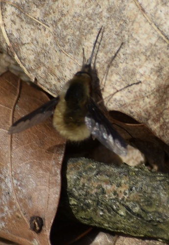 Unknown species found near Kentucky, US