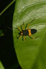 Paryphes