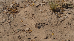 Nemacladus orientalis