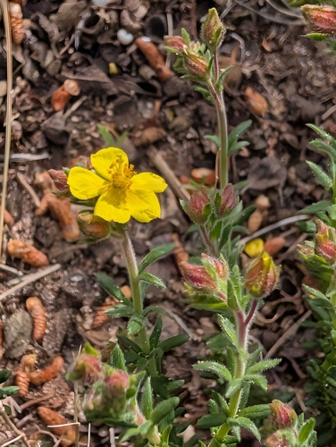 Thyme-leaved Rockrose (Fumana thymifolia)