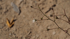 Nemacladus orientalis