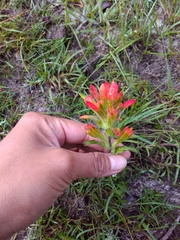 Castilleja glandulosa