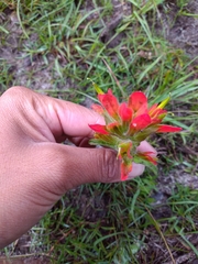 Castilleja glandulosa