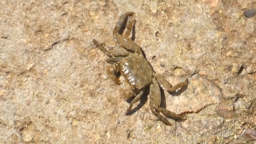 Parasesarma pictum