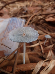 Agaricineae
