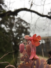 Angiospermae