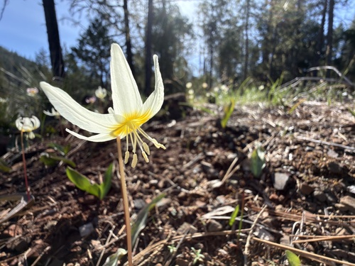 Erythronium citrinum, photograph 6