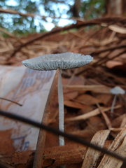 Agaricineae