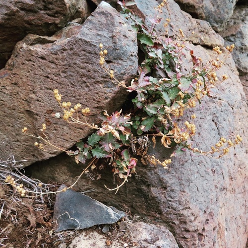 Penstemon richardsonii var. dentatus