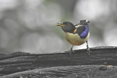 Iridophanes pulcherrimus