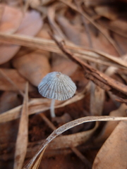 Agaricineae