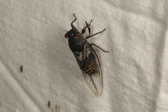 Pauropsalta