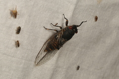 Pauropsalta