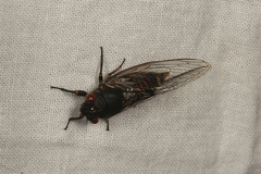 Pauropsalta