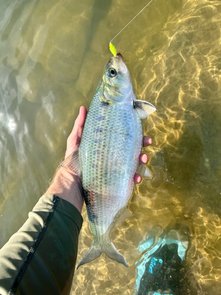 Photo of a Hickory Shad