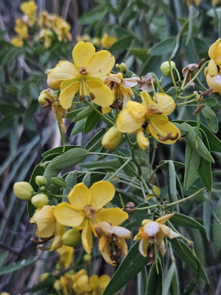 Argentine senna (Senna corymbosa)