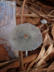 Agaricineae
