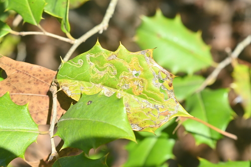 Unknown species found near Sassafras Trail, Paris Mountain