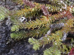 Lateristachys lateralis