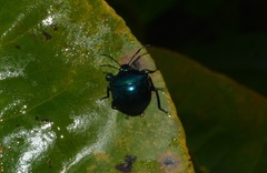 Discocera cayennensis