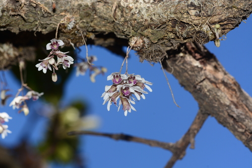 Turbinatum Orchid