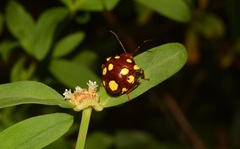 Discocera cayennensis