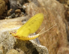 Ameletopsis perscitus