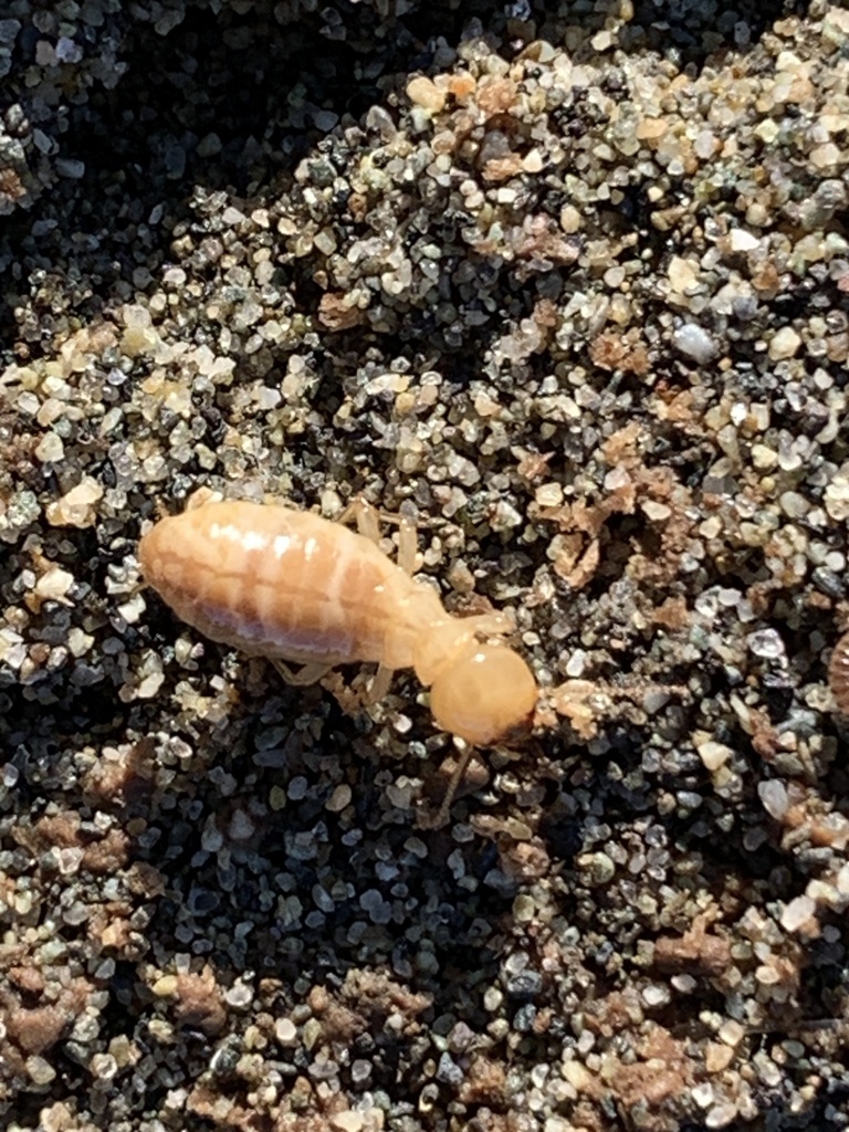 Zootermopsis Neotonic Zootermopsis from Beach Grove, Delta, BC, CA on March 21, 2026 at 04:47 ...